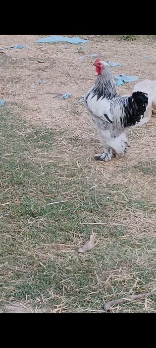 Brama xőrozla sotiladi