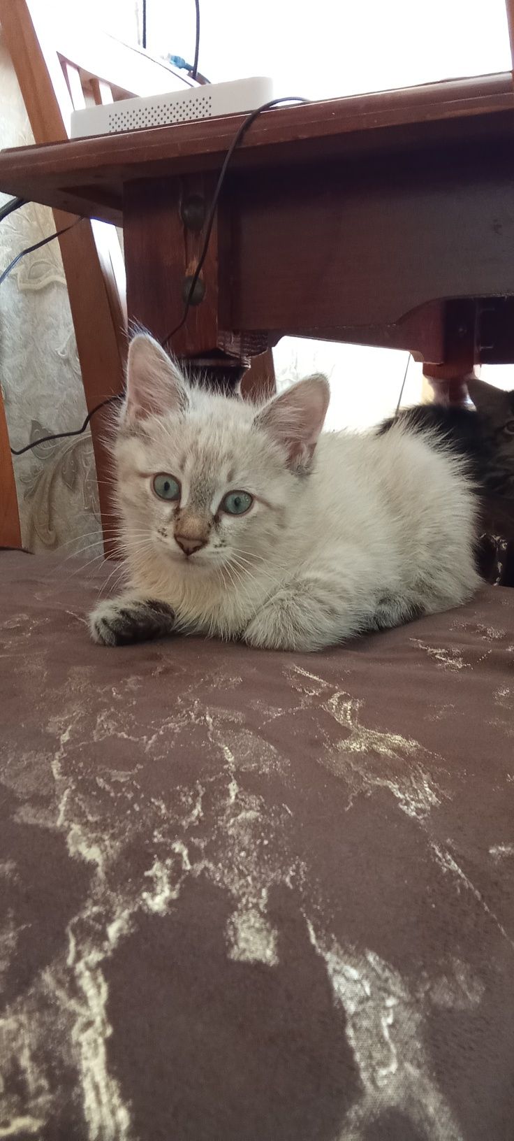 Продаётся очень милый котенок.