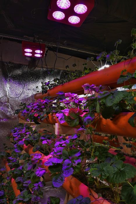 Led grow lamps cu controler si Uv