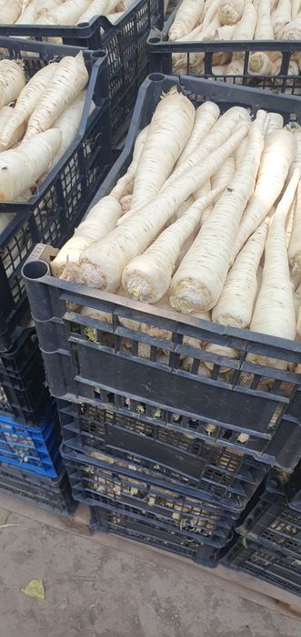Pătrunjel Pastarnac Spălate