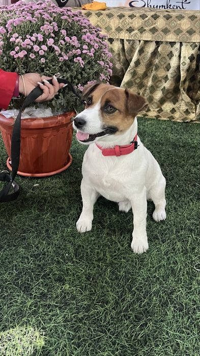 Джек Рассел терьер вязка