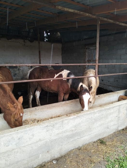 Продам лошадь на согым