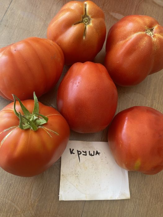 Стари сортове домат , краставица + подарък капия