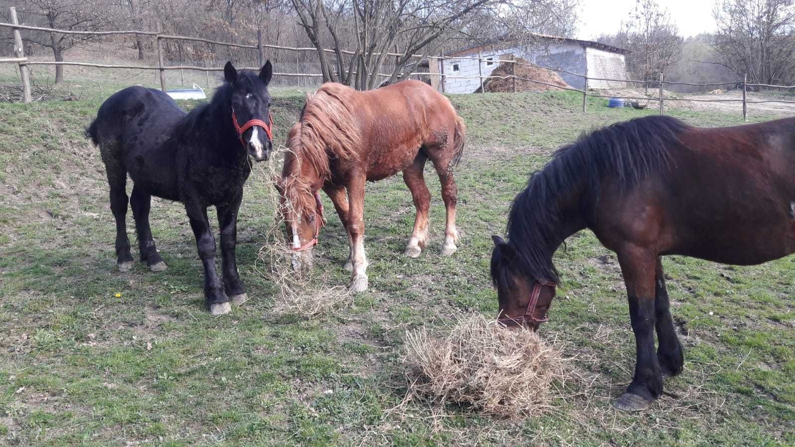 Vând iapa și mânz, mânza