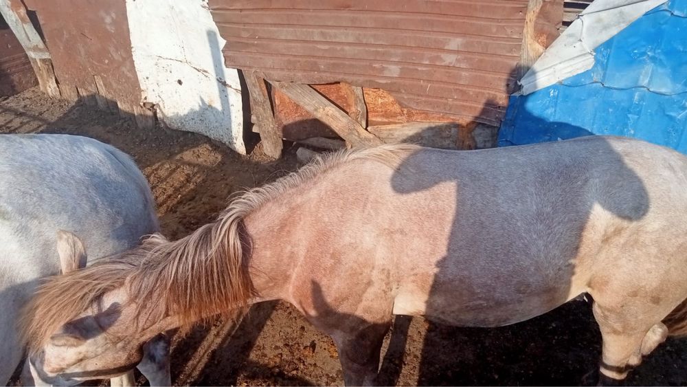 Продам, лошадь 400 тысяч