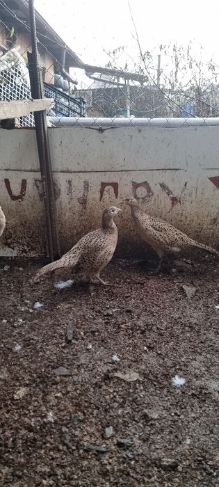 Vând fazanite  comune