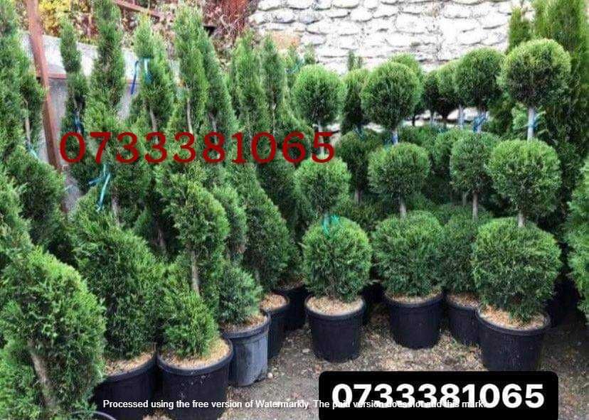 Plante Ornamentale