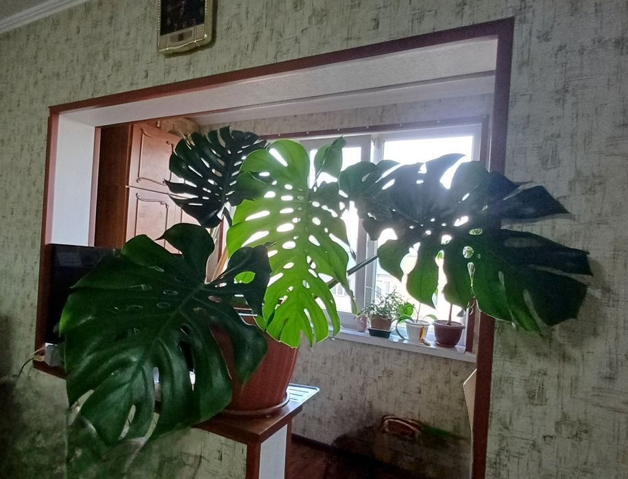 Продаю роскошную Монстера