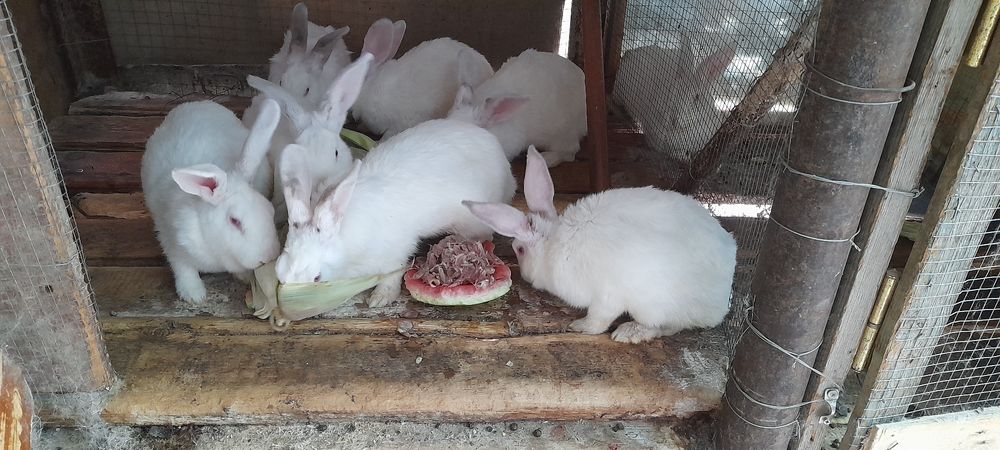 Продаются  Кролики калиф