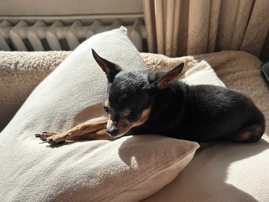 Подарявам кученце мини порода