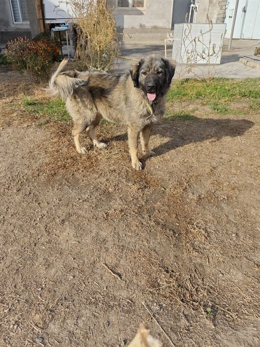 Кавказская овчарка