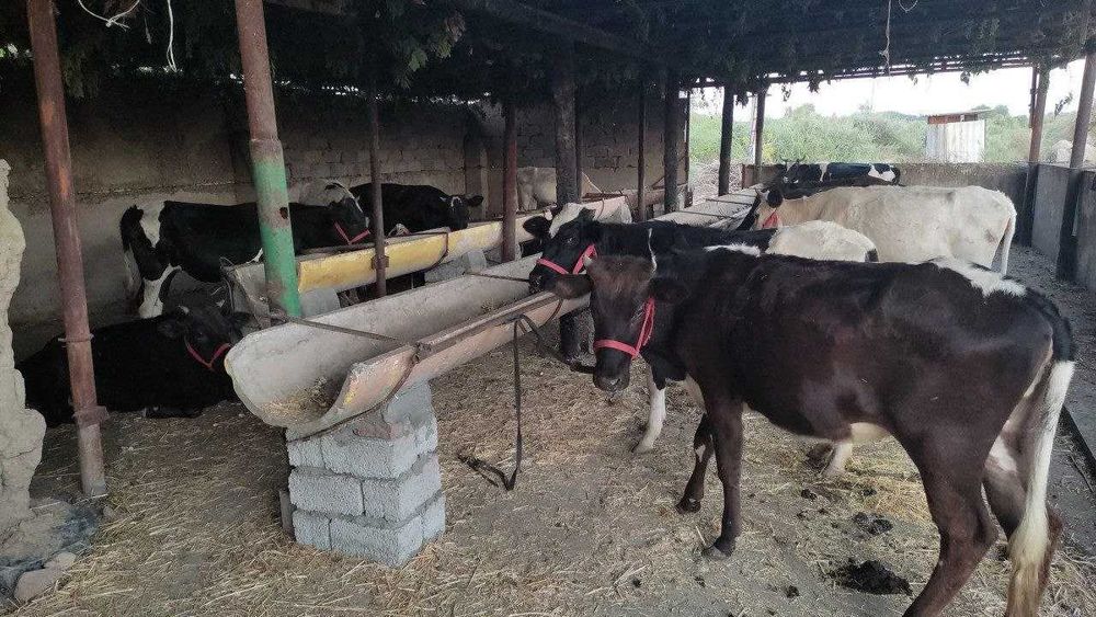 Ташкентский Область Солдатский (Doʻstobod) 1.2 гектар 55 км от столицы