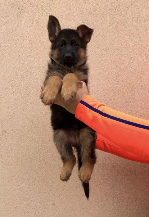 Femela ciobanesc german cu pedigree top