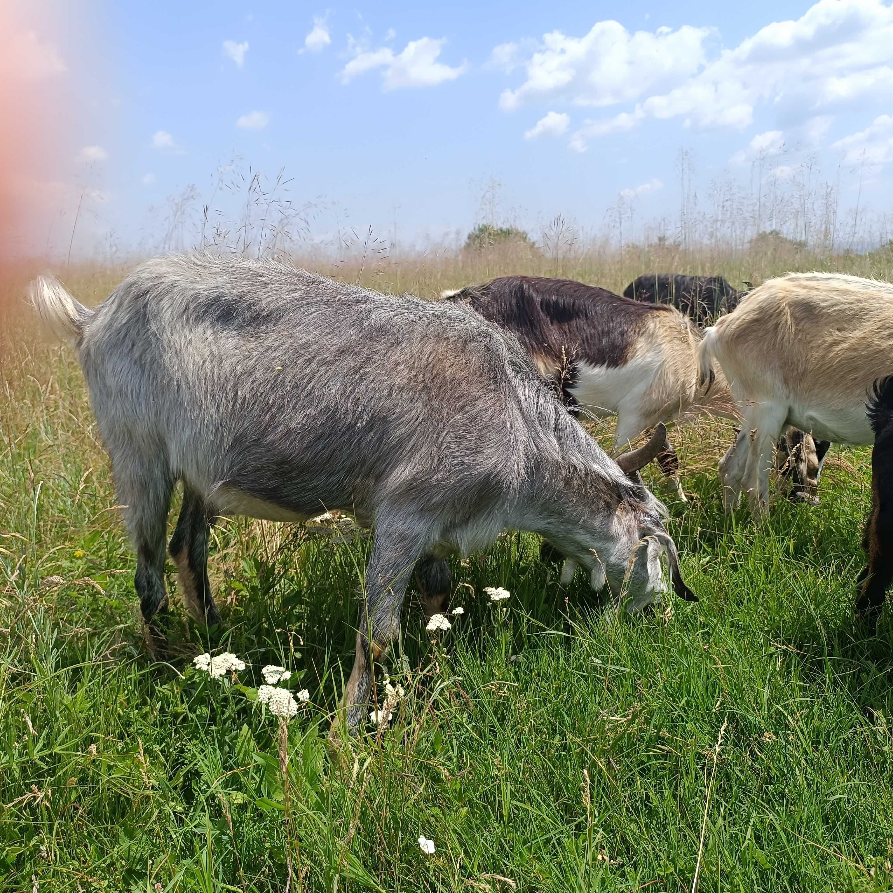 Пръч за продажба