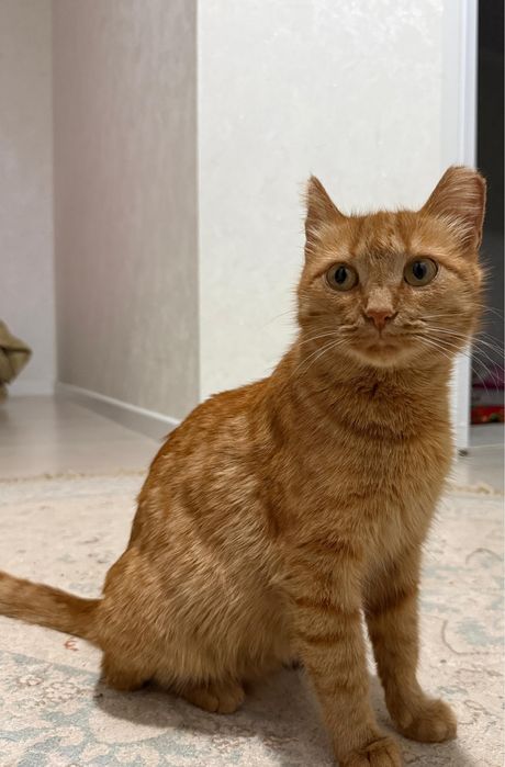 Рыжая прекрасная кошка