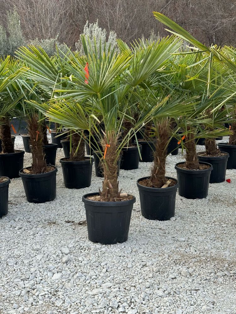 Palmier Trachycarpus Fortunei 1,7-2 metri pret 700 lei