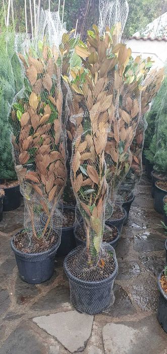 Magnolii Grandiflora - Flori Mari și Parfumate pentru Peisajul Tău