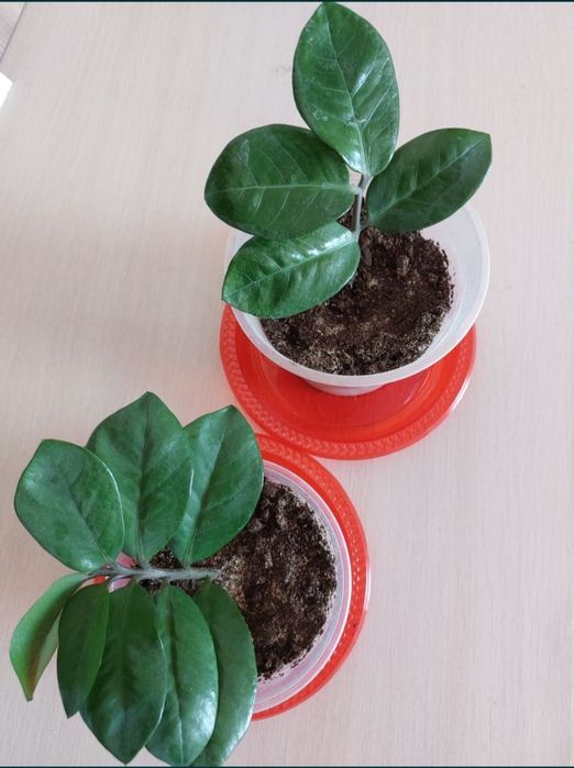 Цветок замиокулькас