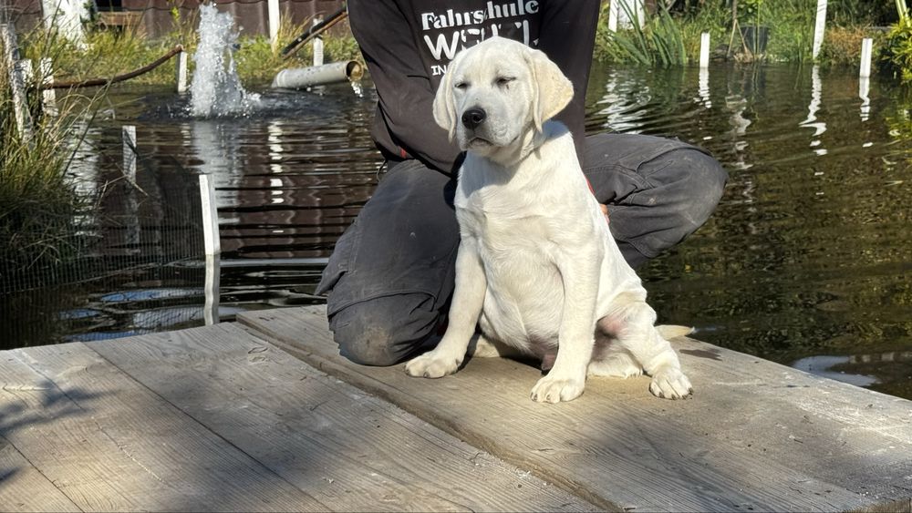 Pui Labrador Retriever