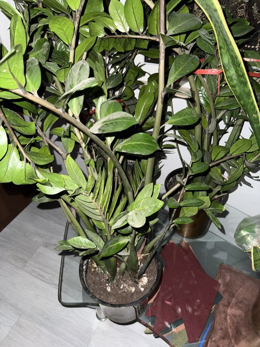 Цветы  сансеверия 1 шт  и замиокулькас 3 шт