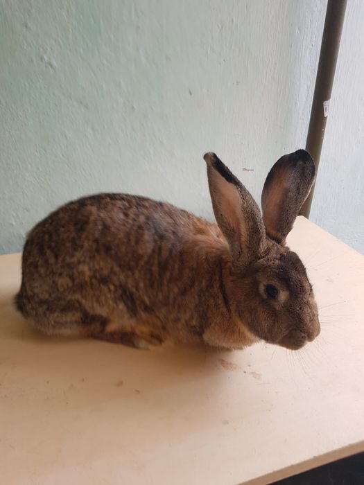 De vânzare URGENT Iepuri (femele) care au fătat între 8-12 pui