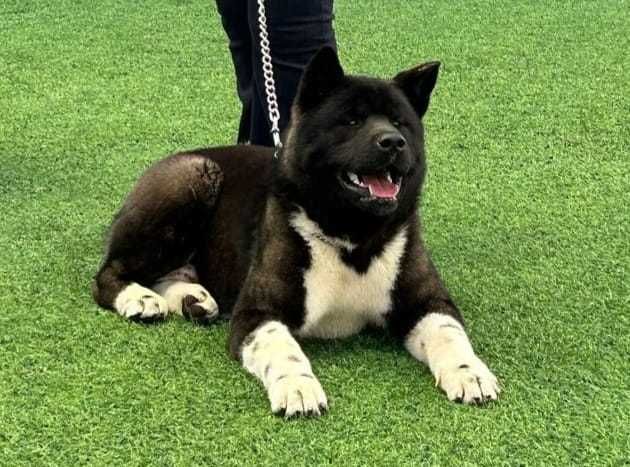 Кобель, возможен выезд