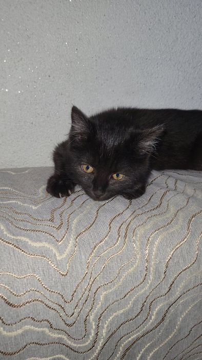 Ищет дом вот такая красотка Багира