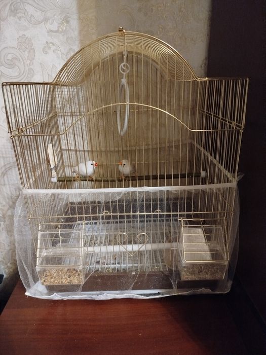 Продам амадинов, мальчика и девочку