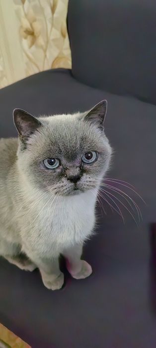 Пропала кошка в Заречном