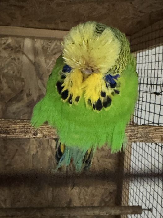 Papagali perusi standard