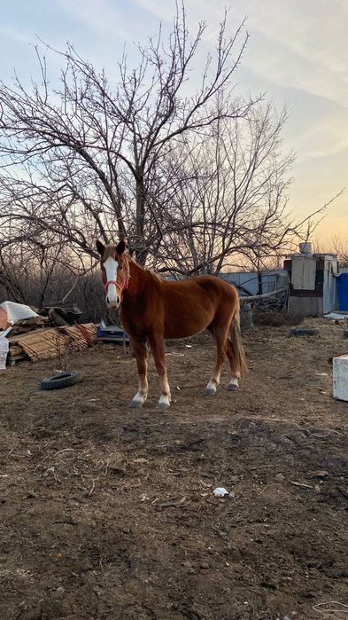 Продам кобыла буаз бие