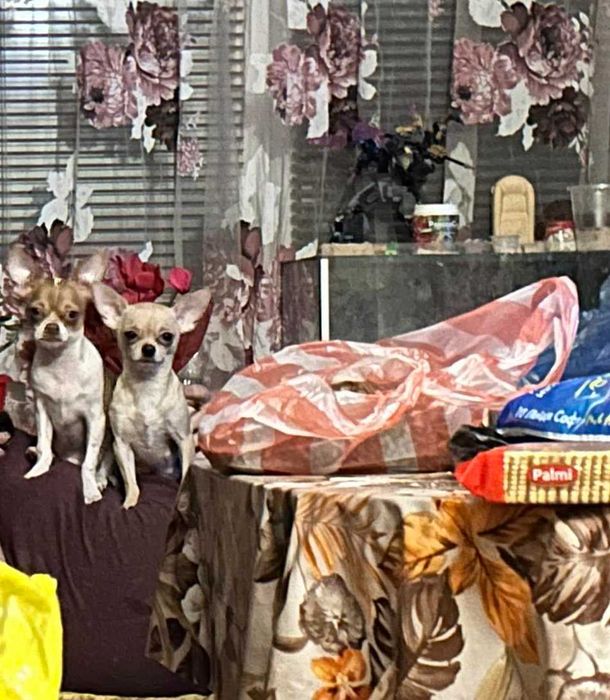 Продавам чихуахуа