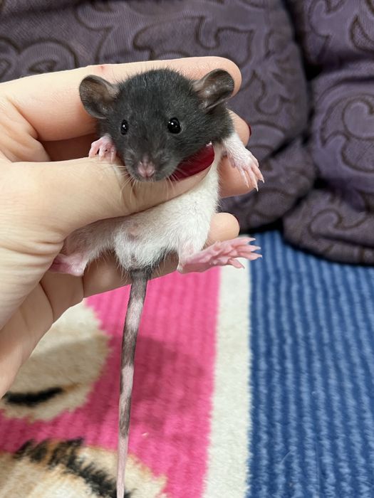 Крысята малыши (крысы,крыса)