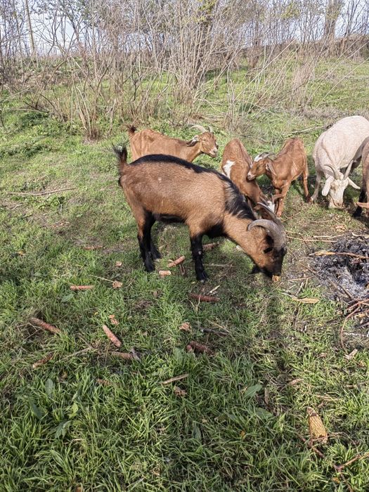 Se vinde țap alpin francez