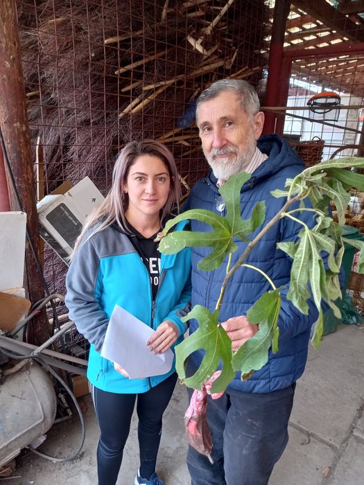 Nuci Chandler Paulownia Ciresi.Mosmon.Migdal.Coaz.Salcam.Tei.Prun.FAN>