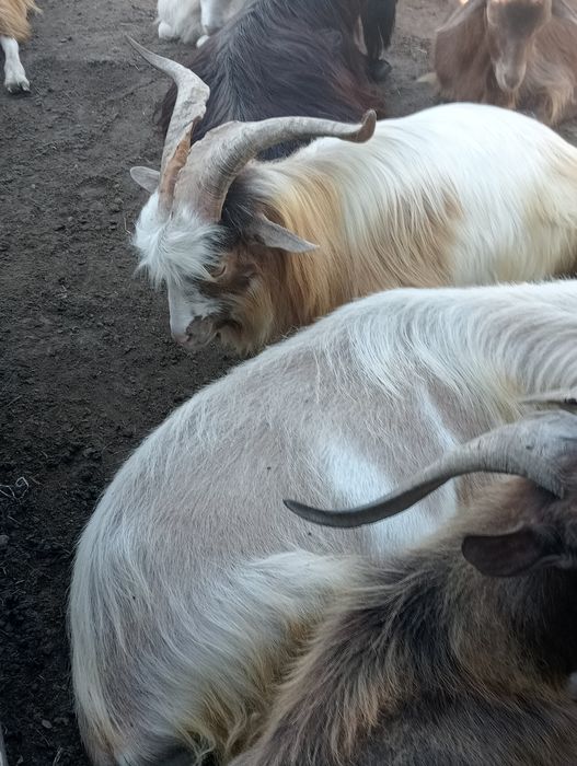 Țapi de vânzare pt prăsilă de 1 an 2 și 3 ani.