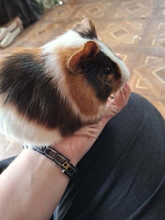 Морские свинки, продам