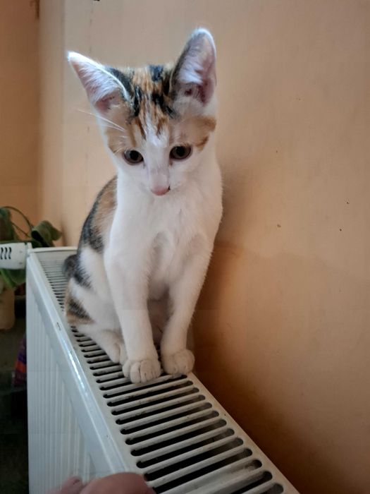 Adoptie pisicei, 2 femele calico