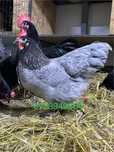 Pui de o zi si oua incubat Brahma Marans Combatant Indian Sussex Hd