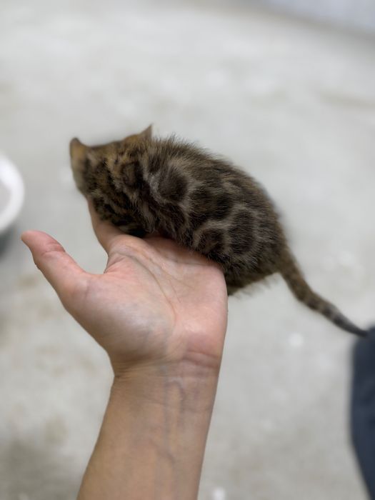 Bengal Ona mushuk va bolalari oʻgʻil qiz bor, bolalari 1,5 oylik