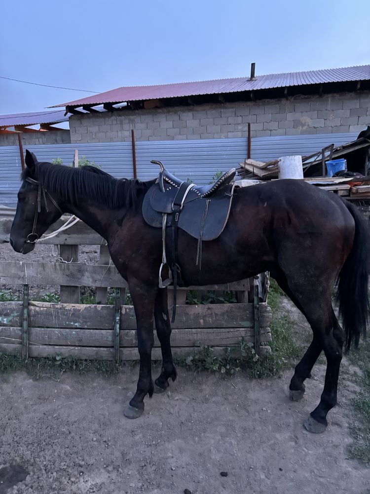 Асаламуалекум продам жеребца два года
