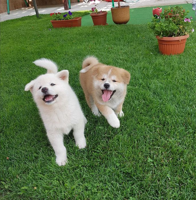 Акита ину Японска