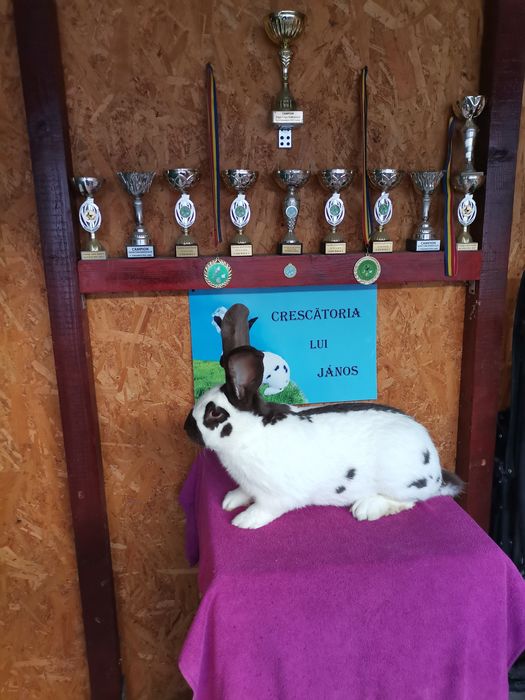 Iepuri Uriaș Pestriț German