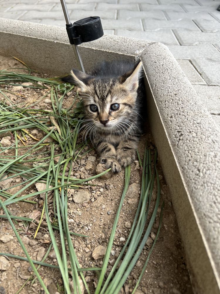 Подарявам женско котенце