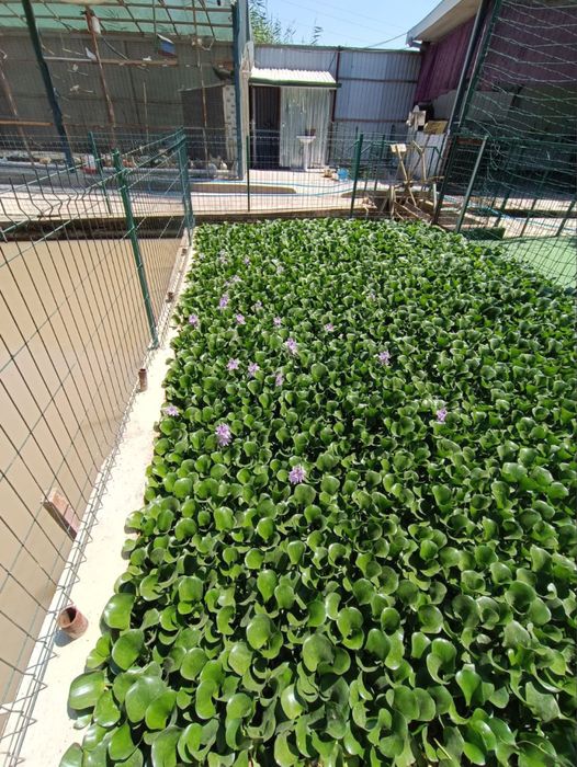 Eyxorniya guli suv havzalarida va kichik kollarda osadi