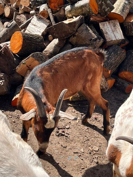 Vând țap de 8 luni