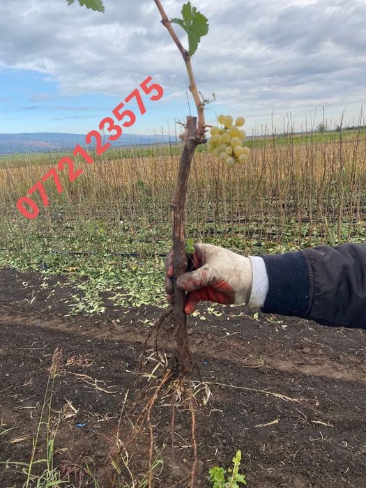 Oferta la butasi direc pe rod