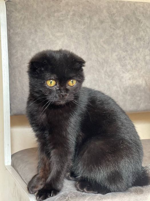 Шотландская вислоухая кошечка, 3–4 месяца — ищет дом. Ташкент