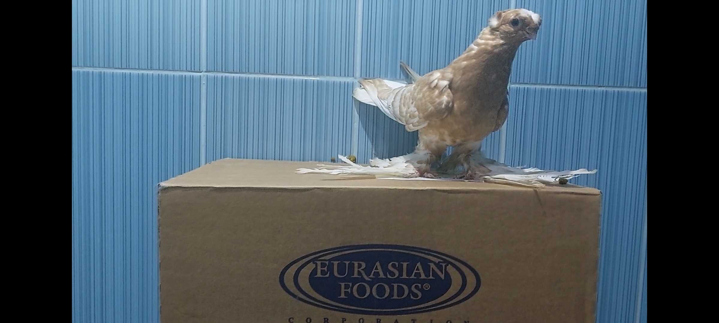 Продажа Узбекских двухчубых голубей
