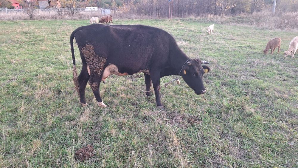 Три броя крави!!!